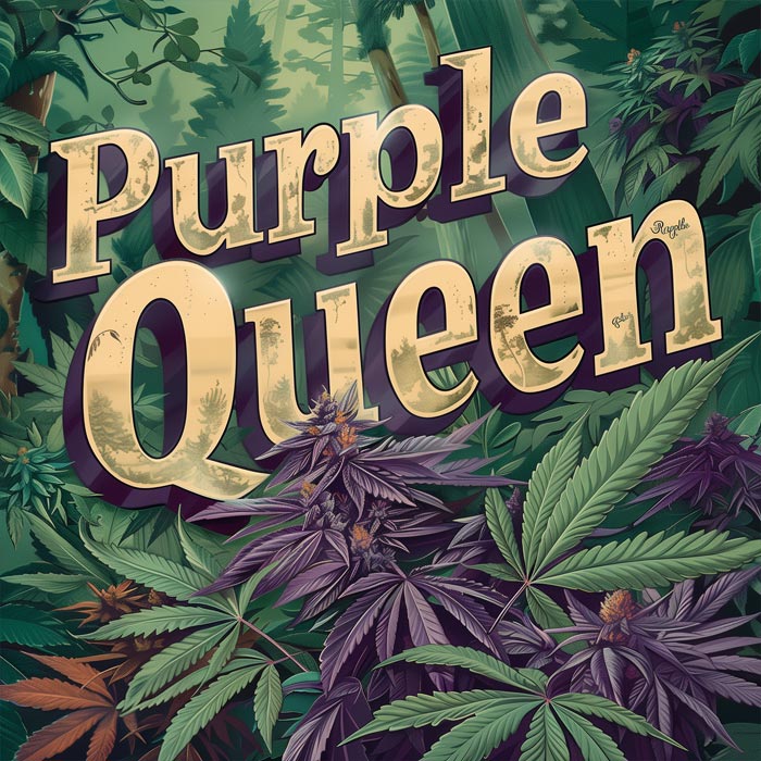 Purple Queen Photoperiodic